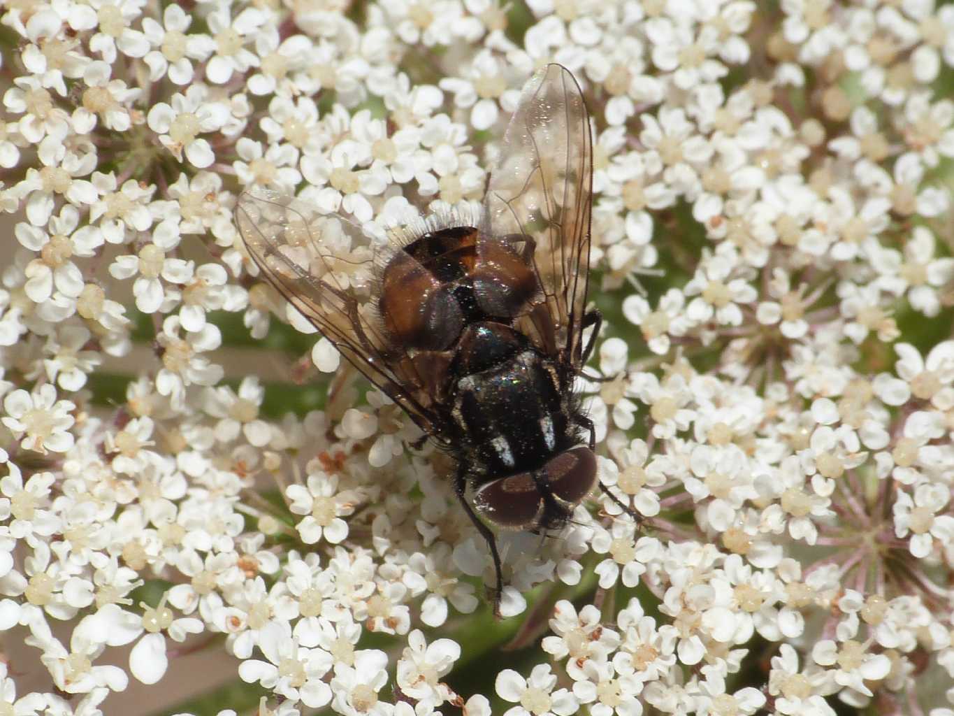 Tachinidae? No. Muscidae: maschio di Graphomya maculata